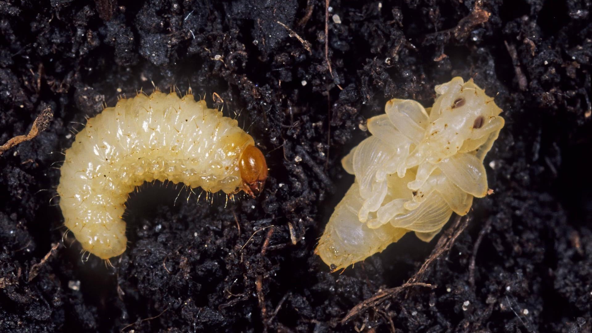 Larve und Puppe des Gefurchten Dickmaulrüsslers: Für die Bekämpfung eignen sich winzige natürliche Gegenspieler – Fadenwürmer, die auch Nematoden genannt werden.