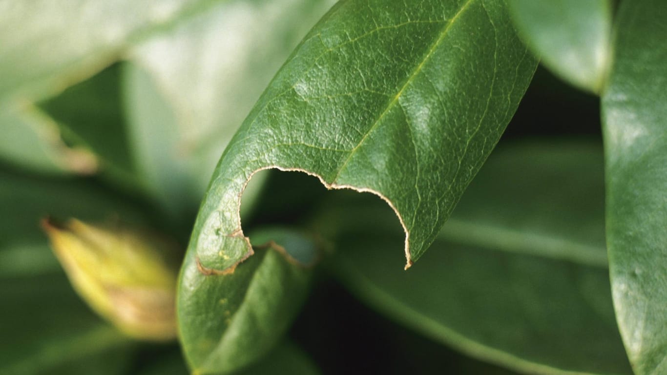 Fraßschäden des Gefurchten Dickmaulrüsslers: Der Käfer frisst die Blätter der Pflanzen bogenförmig an.