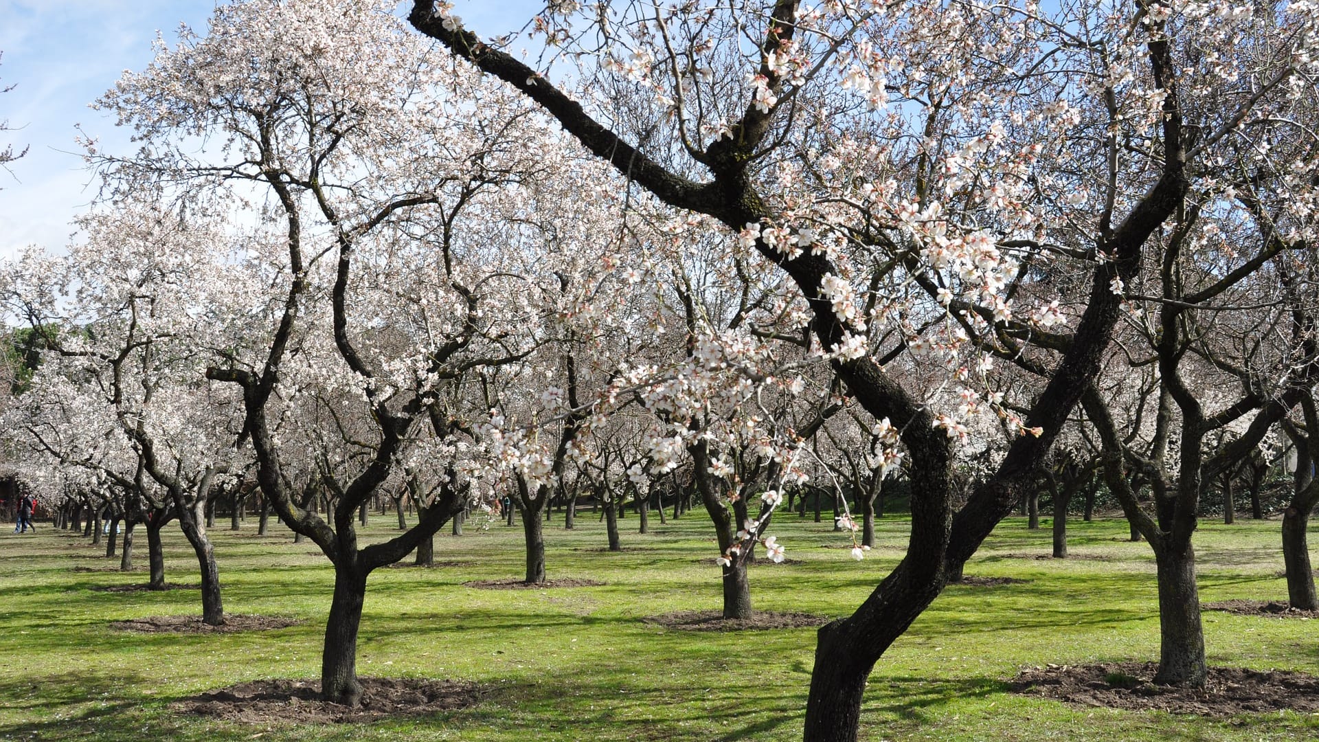 Mandelblüte auf Mallorca: Während der Baumblüte ist die Insel ein idealer Ort für Wanderungen und Spaziergänge durch die Natur.