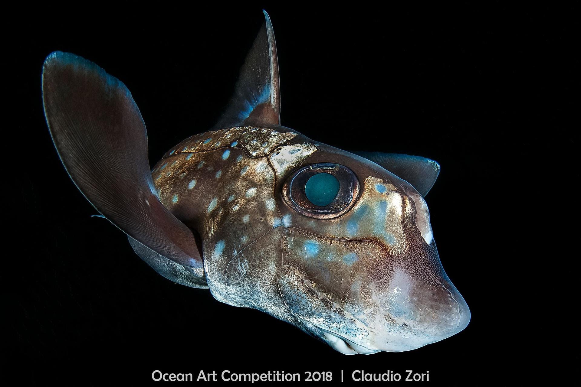 Der Gewinner in der Kategorie "Portrait": Auf dem Foto ist eine sogenannte gefleckte Seeratte zu sehen. Die Fische mit dem ungewöhnlichen Namen trifft man in einer Tiefe von 50 bis 400 Metern an.