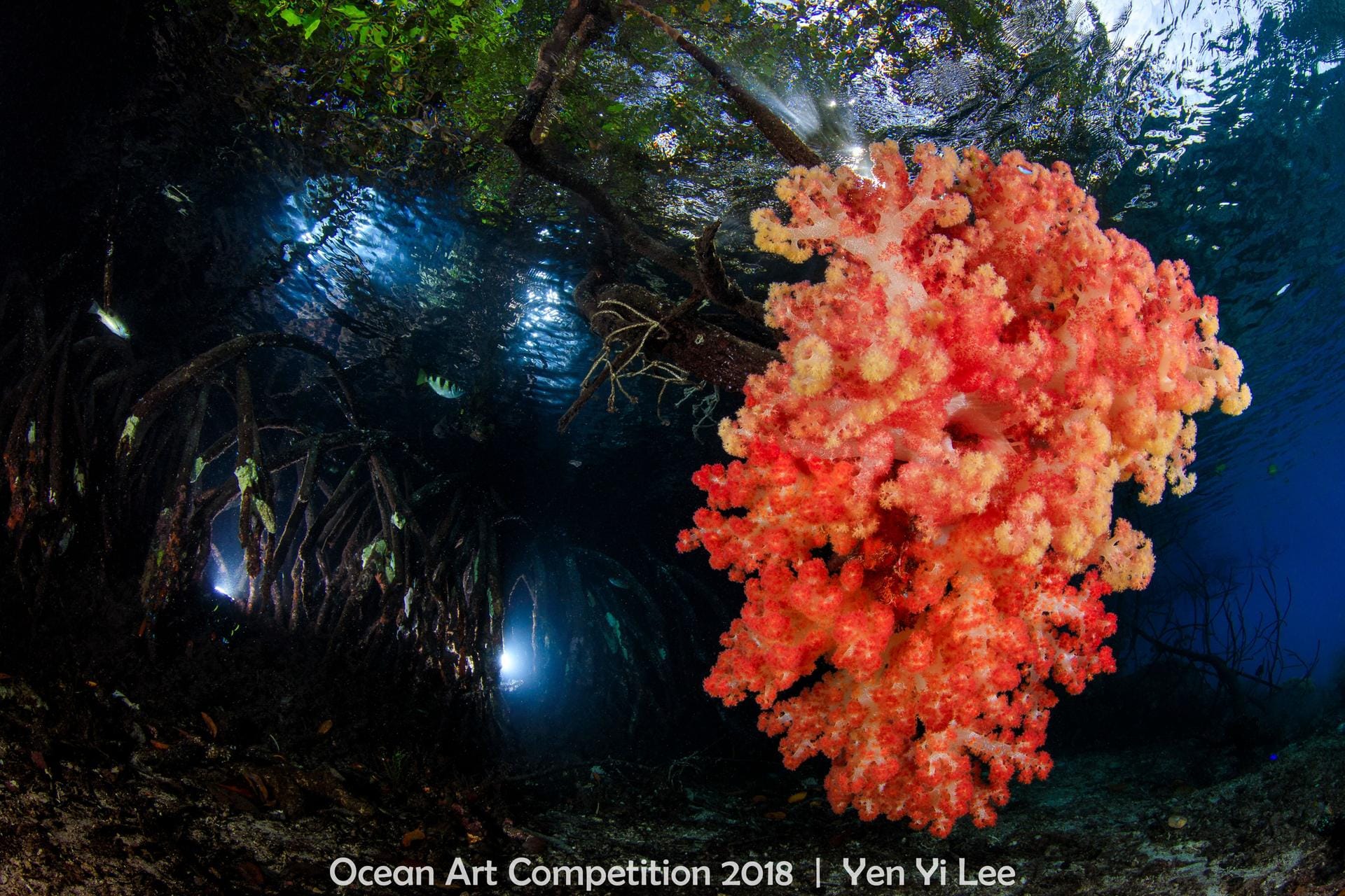Das Siegerfoto in der Kategorie "Reefscape" ("Rifflandschaft"): Sogenannte Weichkorallen wachsen an Mangrovenwurzeln unter Wasser. Die Aufnahme wurde in Indonesien gemacht.