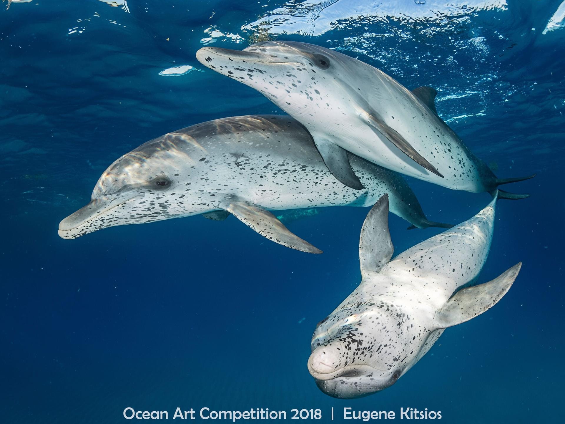 Spitzenreiter der Kategorie "Mirrorless Wide Angle" ("Weitwinkel ohne Spiegelreflex-Kamera"): Die Aufnahme wurde in den Gewässern vor den Bahamas-Inseln gemacht. Die sogenannten Fleckendelfine sind mitunter sehr zutraulich.