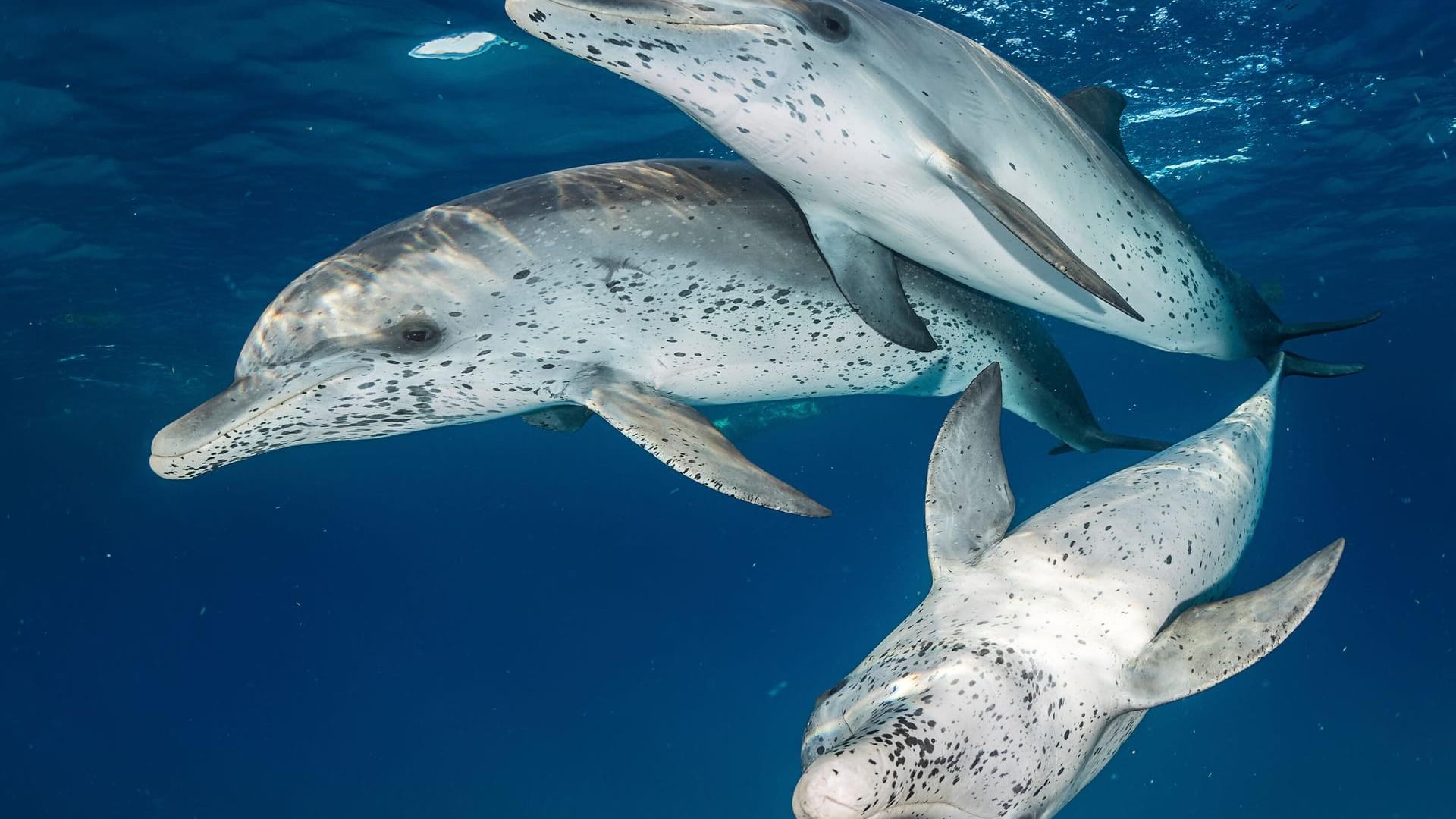 Spitzenreiter der Kategorie "Mirrorless Wide Angle" ("Weitwinkel ohne Spiegelreflex-Kamera"): Die Aufnahme wurde in den Gewässern vor den Bahamas-Inseln gemacht. Die sogenannten Fleckendelfine sind mitunter sehr zutraulich.