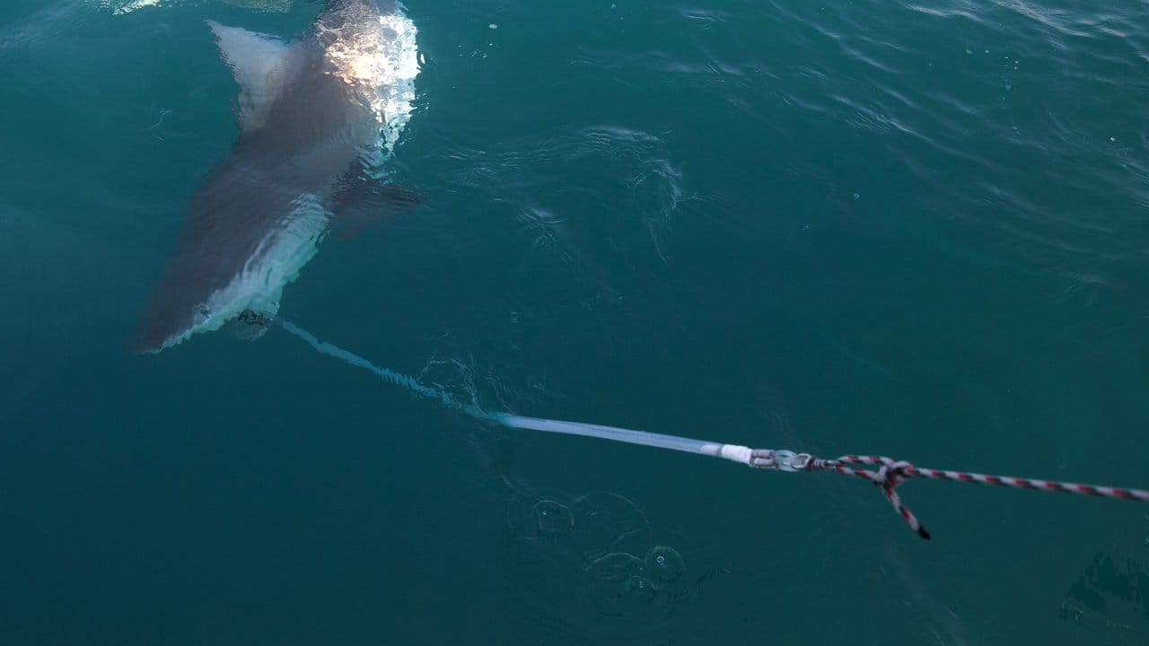 Ein 1,8 Meter langer Sandbankhai wird von Forschern vor der Küste der nordisraelischen Stadt Chadera gefangen, um ihm zu untersuchen.