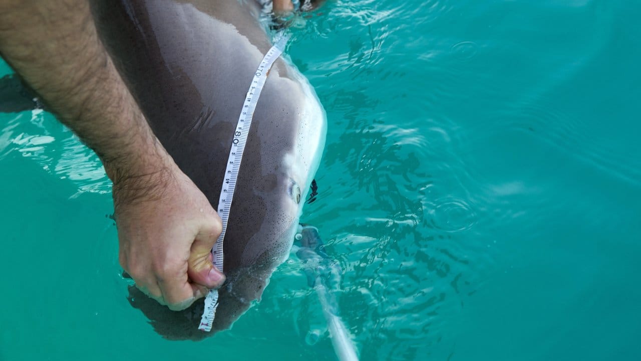 Ein 1,8 Meter langer Sandbankhai wird von Forschern von der Uni Haifa gemessen.