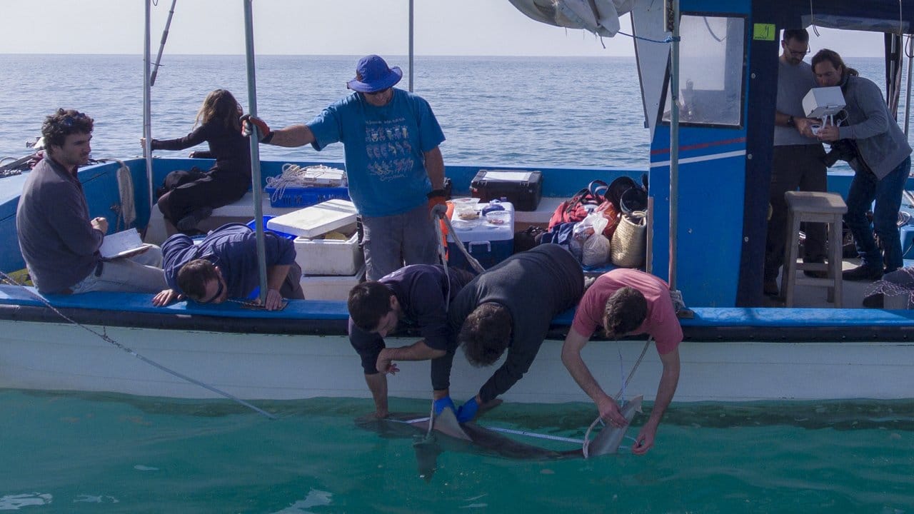 Ein Sandbankhai wird von Forschern der Uni Haifa untersucht.