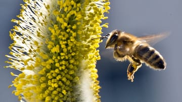 Weidenkätzchen locken Bienen schon früh im Jahr an.