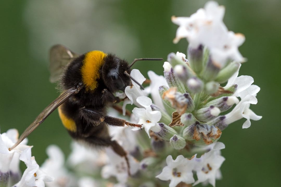 Hummel bestäubt Blume.