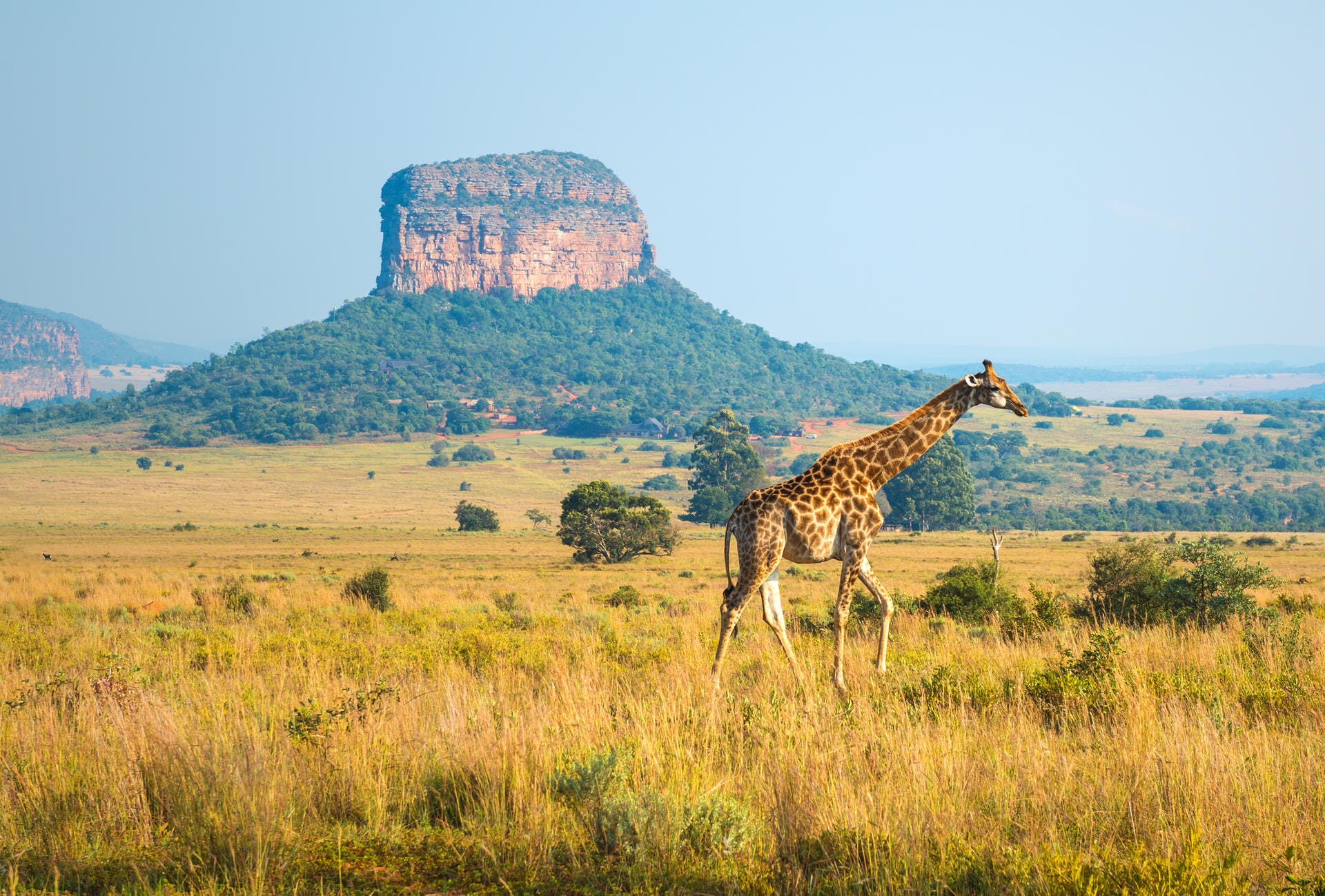 Giraffe in Südafrika: Niedrige Preise kombiniert mit einer schwachen Währung machen einen Urlaub in Südafrika günstiger als in den vergangenen Jahren.