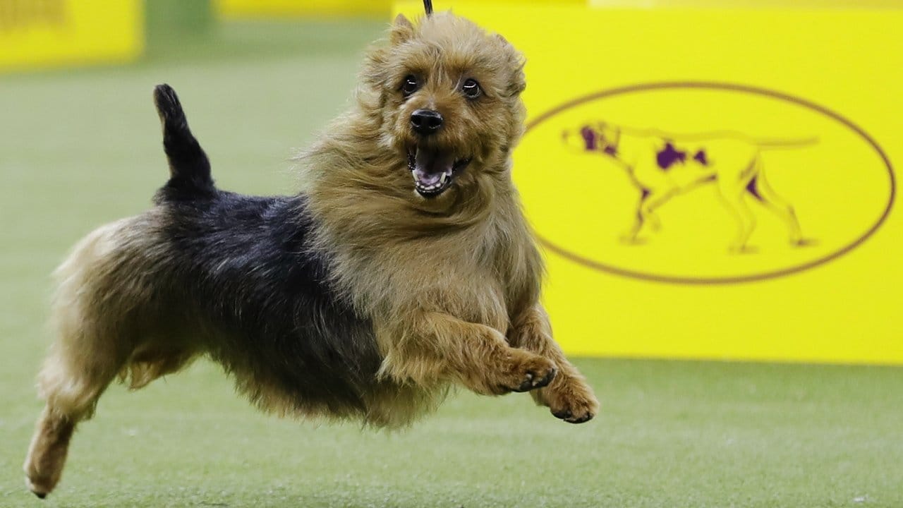 Junger Hüpfer: Der australische Terrier "Bacon" auf der 143.