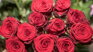 Gerade rote Rosen stehen wie keine andere Blume für die Liebe - sind doch ihre Blätter herzförmig.