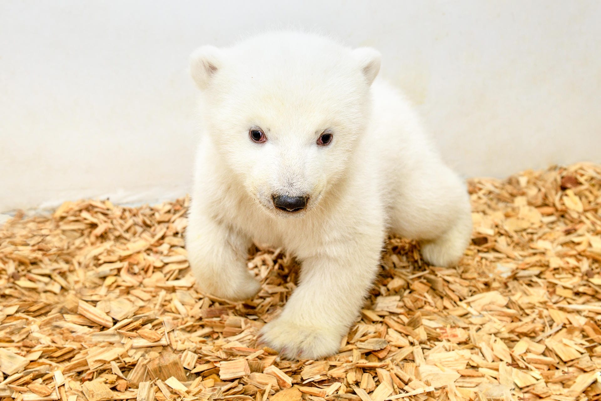 Eisbärenbaby im Berliner Tierpark: Einen Namen hat die junge Eisbärin noch nicht – dieser wird zusammen mit dem noch nicht feststehenden zukünftigen Paten festgelegt.