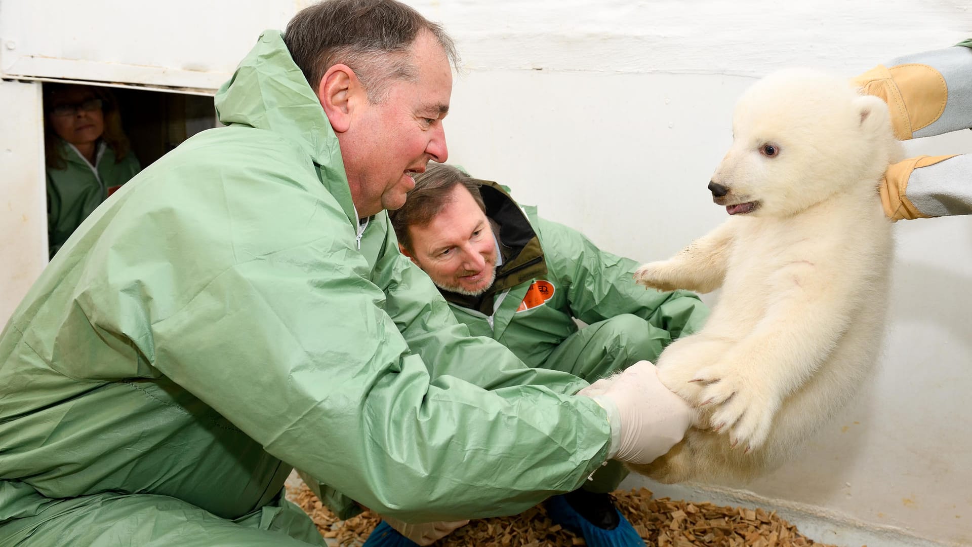 Erster Arztbesuch bei Berliner Eisbärenmädchen: Erstmals haben sich zwei Tierärzte und eine Pflegerin in den Stall von Eisbärenmutter Tonja und ihrem Nachwuchs gewagt, um eine tierärztliche Untersuchung an dem rund zwei Monate alten Jungtier vorzunehmen.