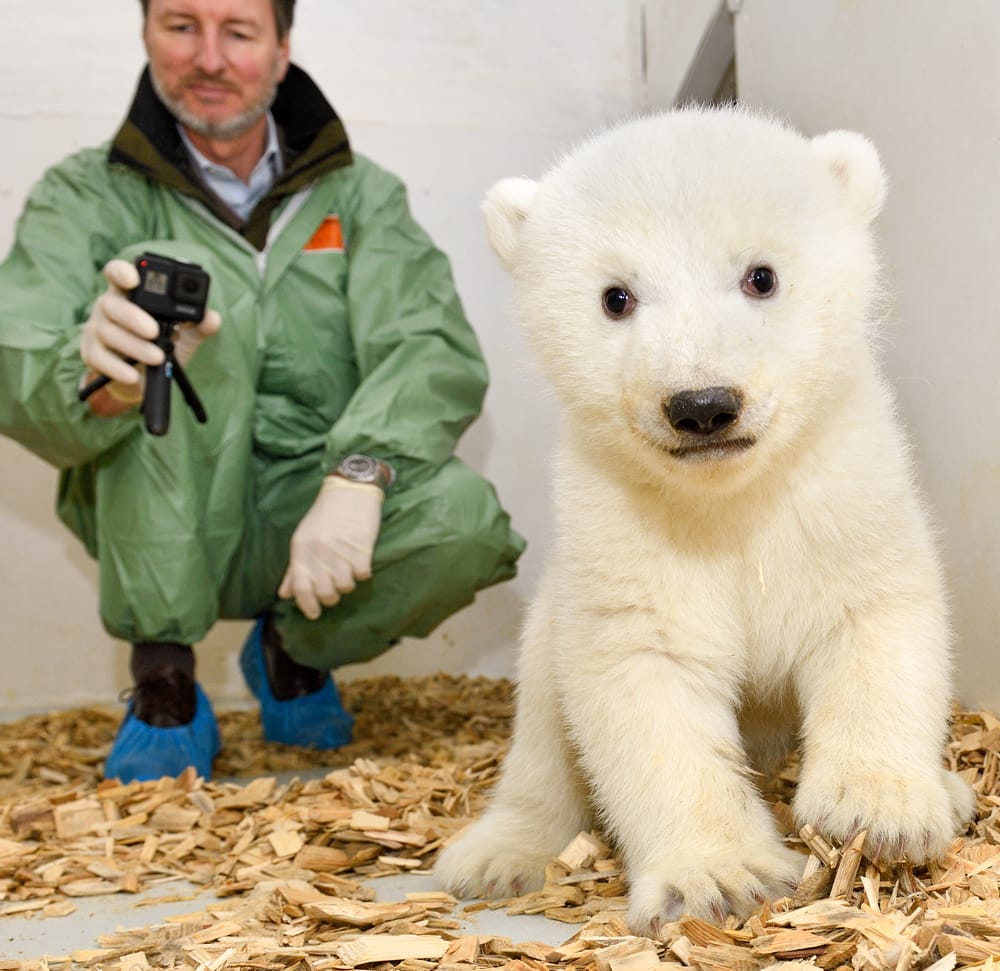 Erster Arztbesuch bei Berliner Eisbärenmädchen: Tierparkbesucher können den Eisbärennachwuchs voraussichtlich im März das erste Mal sehen.