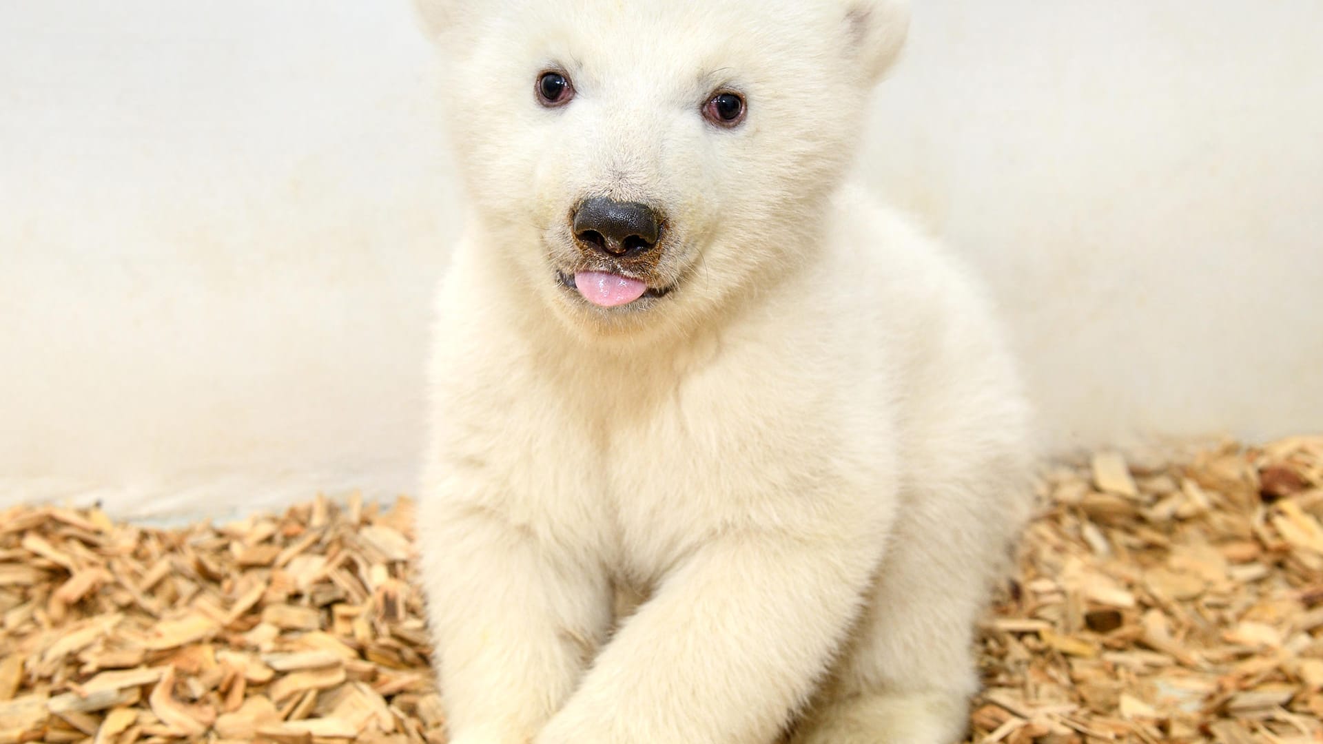 Eisbärbaby im Berliner Tierpark: Die kleine Eisbärin wiegt 8,5 Kilo und misst 61 Zentimeter.