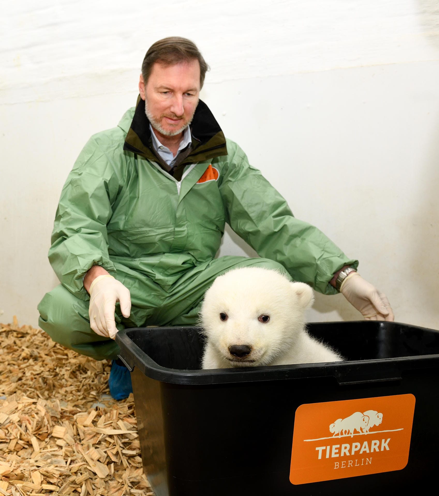 Tierarzt im Eisbärengehege: Andreas Knieriem, Tierarzt und Leiter des Berliner Tierparks, kniet im Gehege des Eisbärbabys.