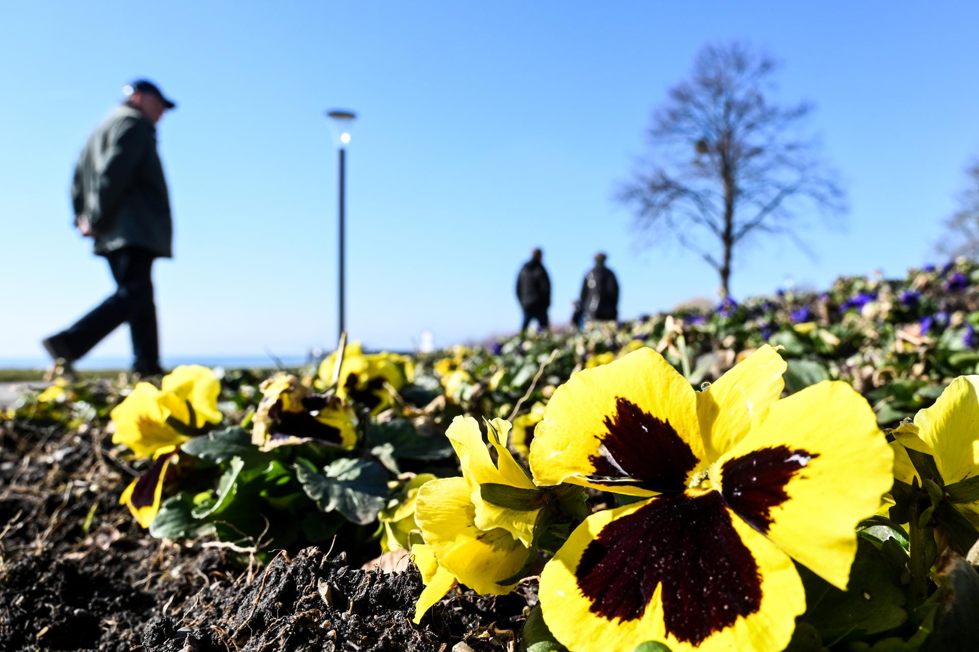 Stecklinge blühen am Bodensee: Die milden Temperaturen bringen schon zahlreiche Blumen hervor.