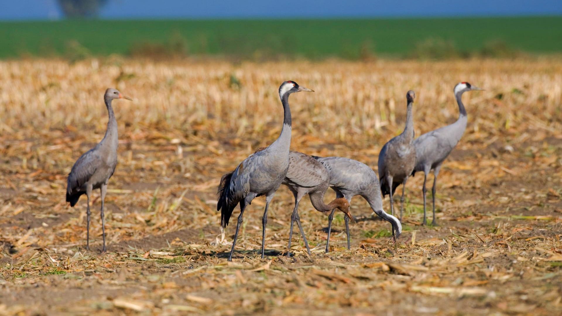 Graukraniche in Mecklenburg-Vorpommern: Im Herbst ziehen die Vögel gen Süden.