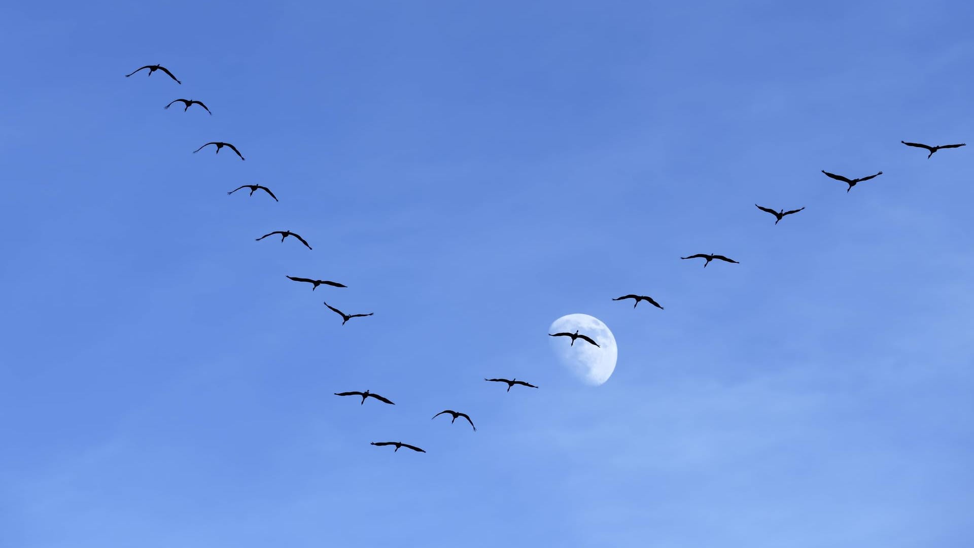 Kraniche in Hamburg: Wird es wärmer, fliegen die Vögel wieder zurück in den Norden, unter anderem nach Deutschland.