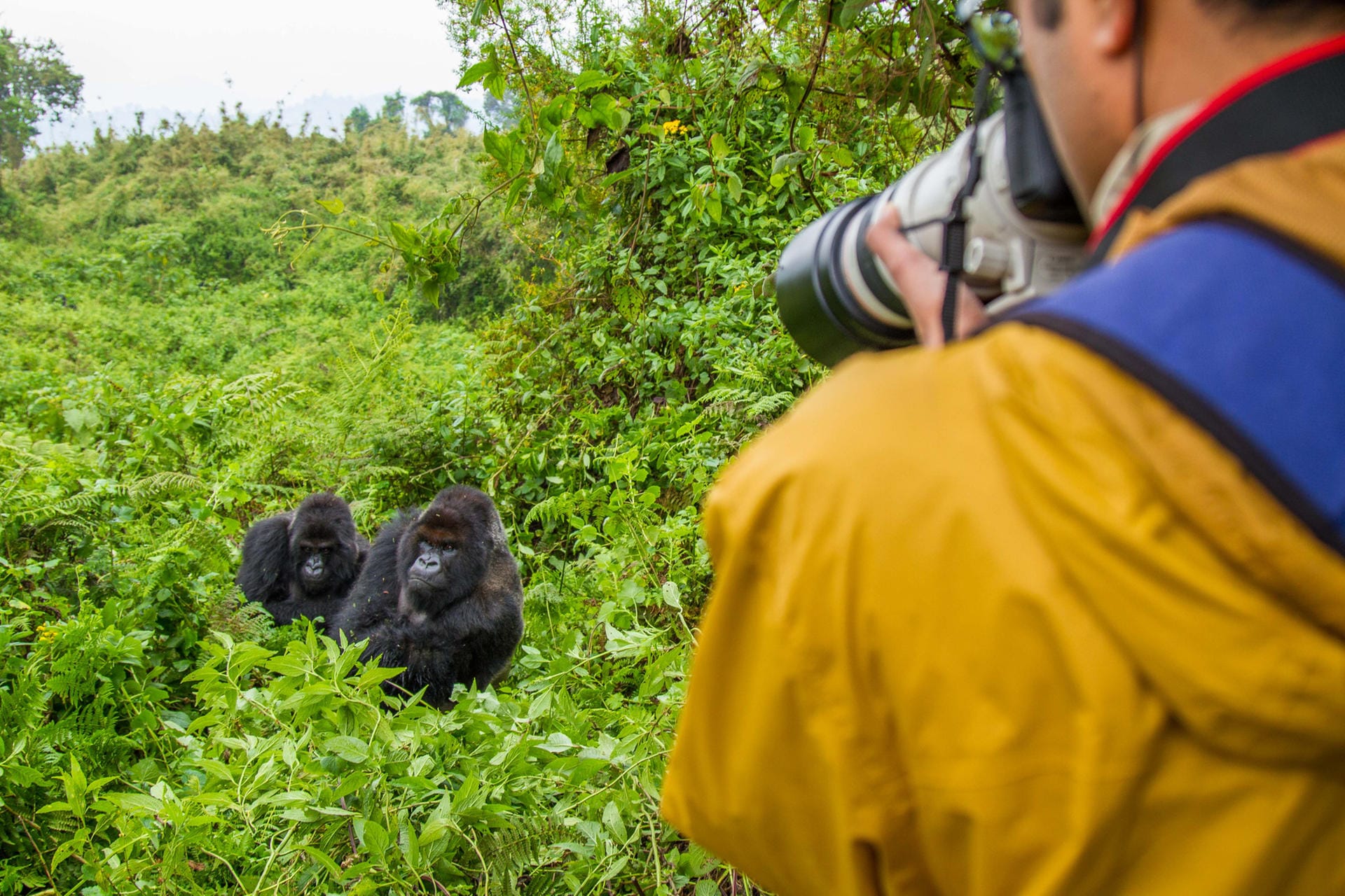 Ruanda: Um die geschützten Berggorillas sehen zu können, müssen 1.500 US-Dollar gezahlt werden.