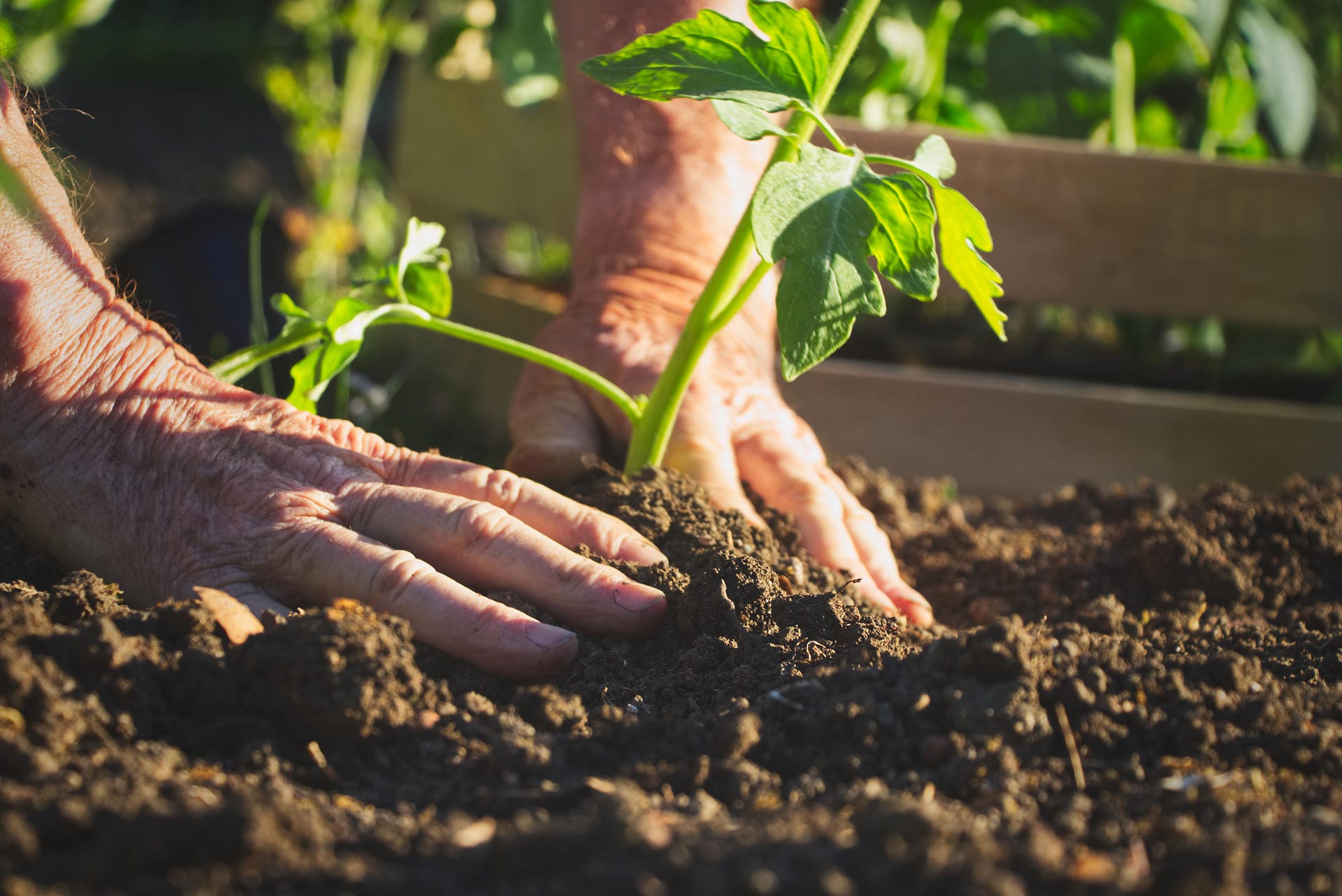 Auch Gartenarbeit gehört zu den sportlichen Aktivitäten, die für Ältere geeignet sind. Das Pflanzen, Pflegen und Ernten wirkt nicht nur positiv auf die Psyche, sondern gleicht einem mäßigen Kardiotraining. Daher wird Gartentherapie in Senioreneinrichtungen immer beliebter.