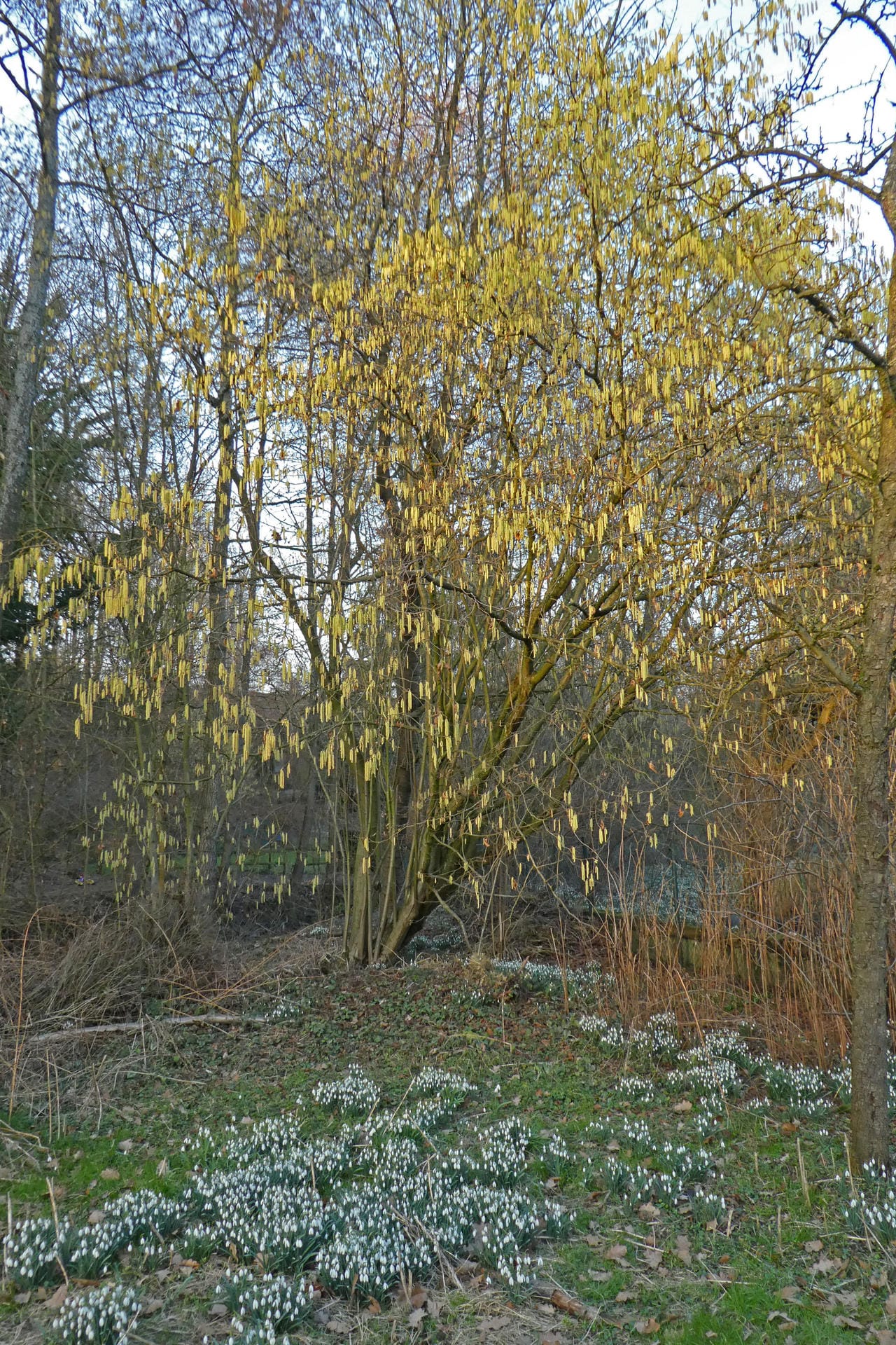 Anne-Christel Zolondek hat das erste frische Grün der Bäume im spätnachmittäglichen Sonnenlicht aufgenommen. Das Bild stammt aus Haan-Gruiten an der Düssel, Nordrhein-Westfalen.