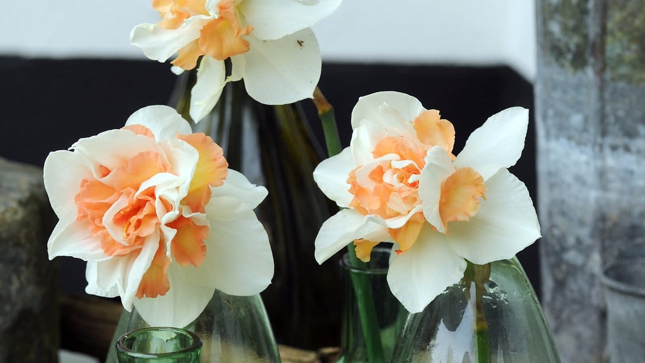 Die Narzissen-Sorte 'Replete' fällt besonders durch ihre ungewöhnliche Blütenfarbe auf - sie zeigt sich in apricot-weißer Optik.