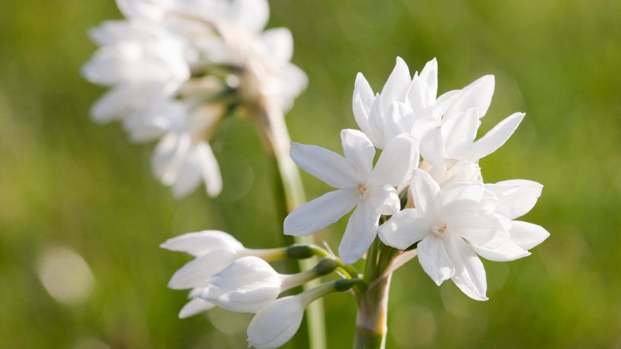 Weihnachts-Narzissen (Narcissus papyraceus) sind die einzigen Arten, die keine Kälteperiode brauchen bevor sie im Frühjahr oder zu Weihnachten blühen können.
