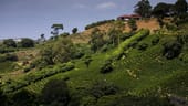 Kaffeeplantage in Costa Rica: Reisende können auf Costa Rica nicht nur einen Strandurlaub machen, sondern auch hinter die Kulissen der Kaffeeproduktion schauen.