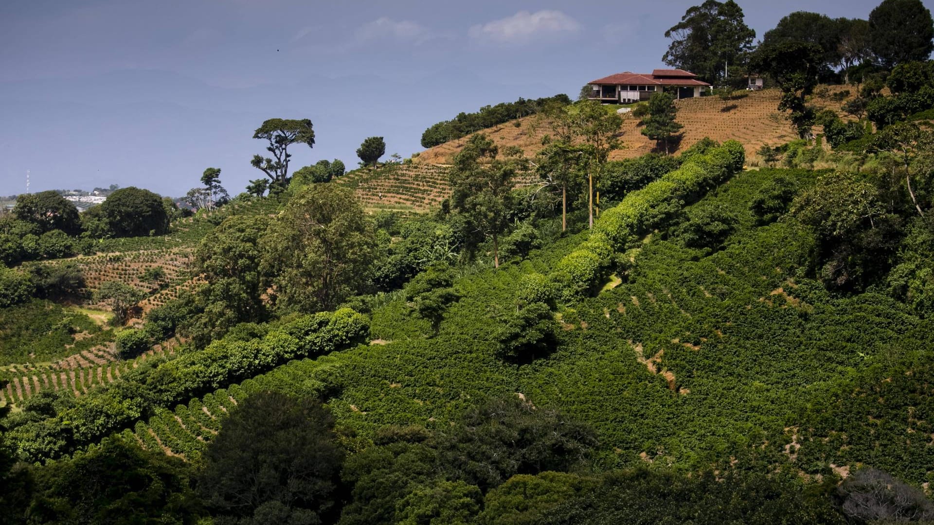 Kaffeeplantage in Costa Rica: Reisende können auf Costa Rica nicht nur einen Strandurlaub machen, sondern auch hinter die Kulissen der Kaffeeproduktion schauen.