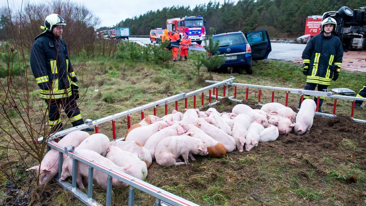 Schweine stehen nach dem Verkehrsunfall in einem Gehege aus Feuerwehrleitern.