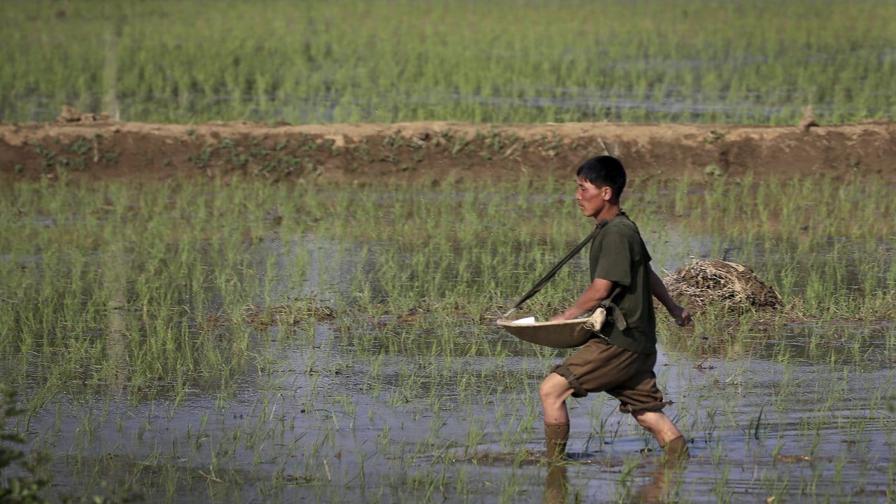 Arbeit auf dem Reisfeld: Nach Missernten fehlen Grundnahrungsmittel in Nordkorea.
