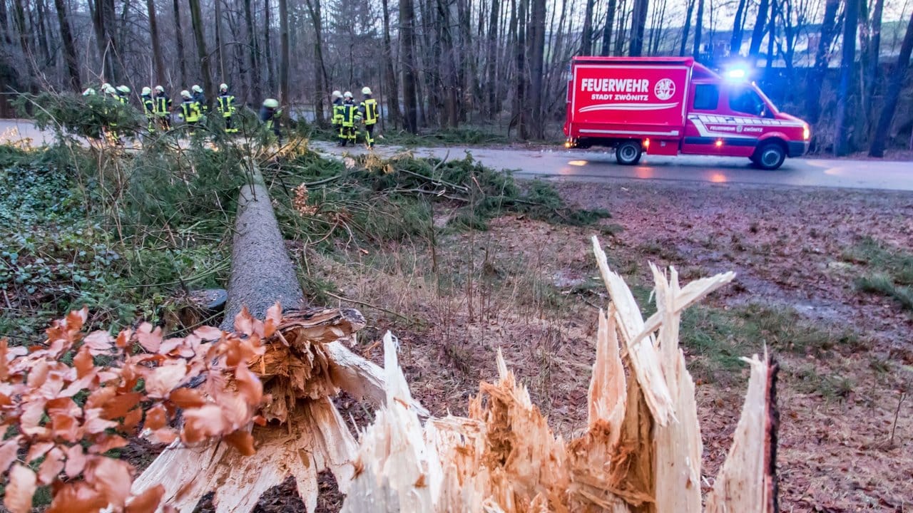 Einsatzkräfte der Feuerwehr in Sachsen entasten einen Baum, der auf eine Straße gefallen ist.
