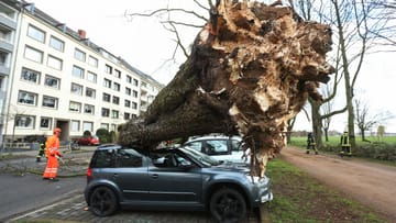 Sturmschäden in Nordrhein-Westfalen: Ein umgekippter Baum liegt auf drei Autos auf der Düsseldorfer Cecillienallee.