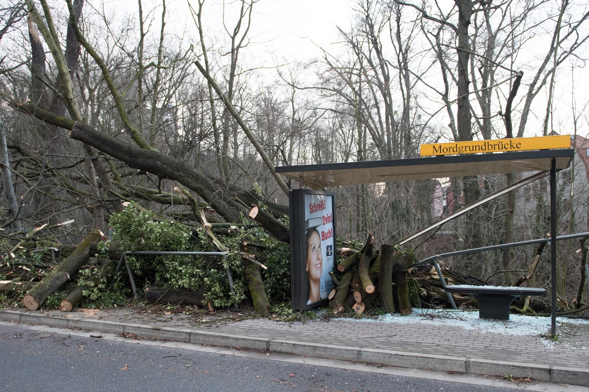 Dresden: Ein umgestürzter und zerschnittener Baumstamm liegt in einer Haltestelle der Dresdner Verkehrsbetriebe (DVB).