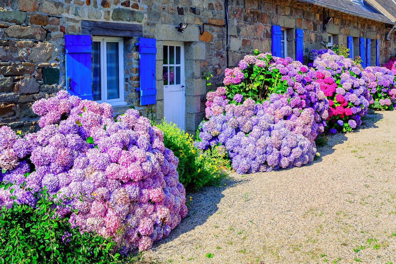 Hortensien in der Bretagne: Damit die Pflanzen richtig blühen, braucht es ideale Bodenverhältnisse.