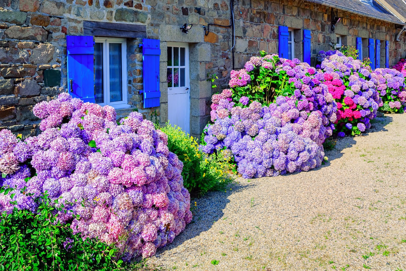 Hortensien in der Bretagne: Damit die Pflanzen richtig blühen, braucht es ideale Bodenverhältnisse.