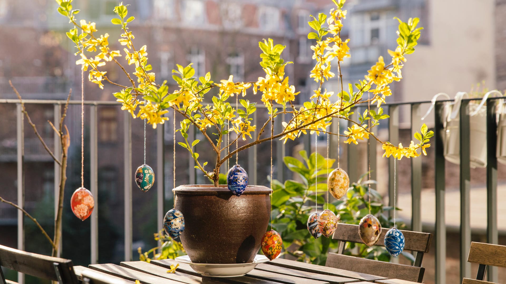 Osterstrauß: Forsythien leuchten prächtig in der Sonne.