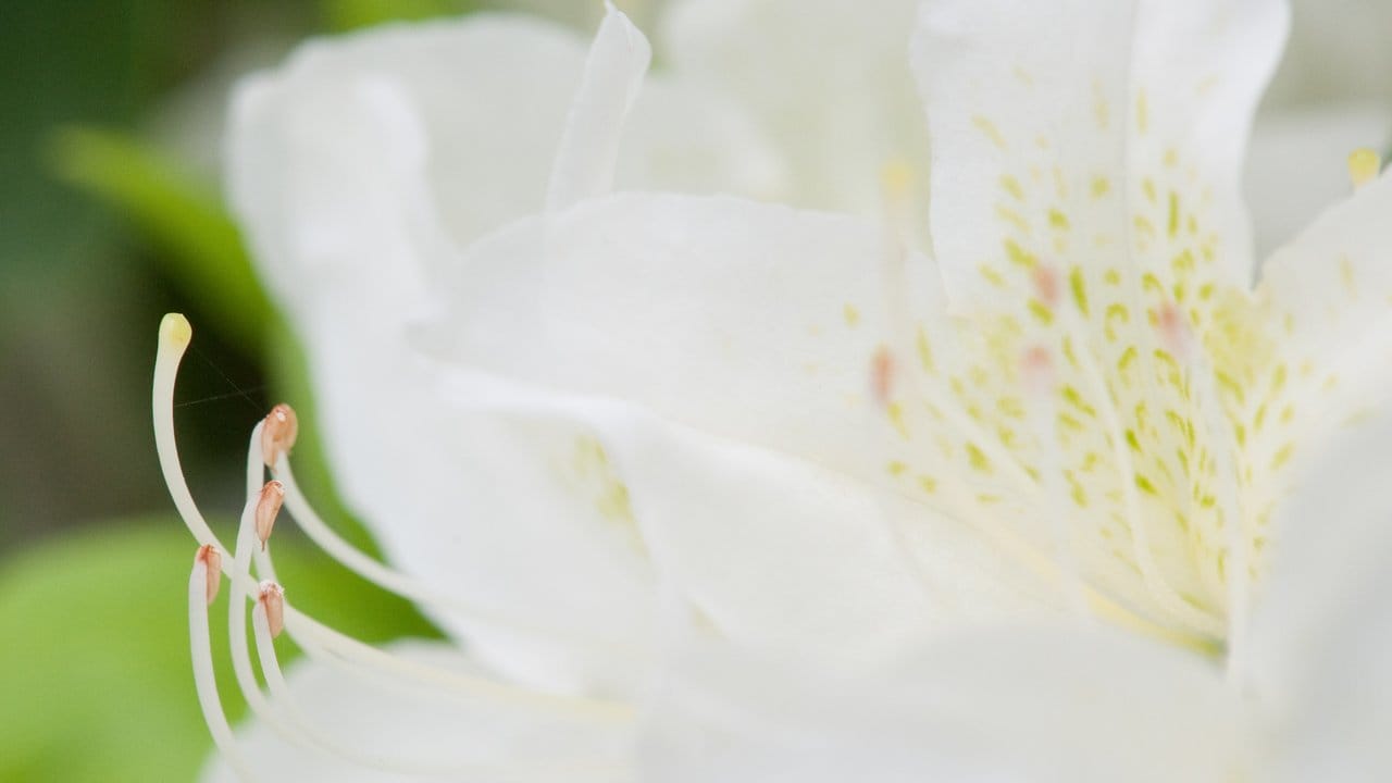 Die frühen Sorten der Japanischen Azalee öffnen ihre Knospen im März, den Höhepunkt erreicht die Blüte in den Monaten April und Mai.