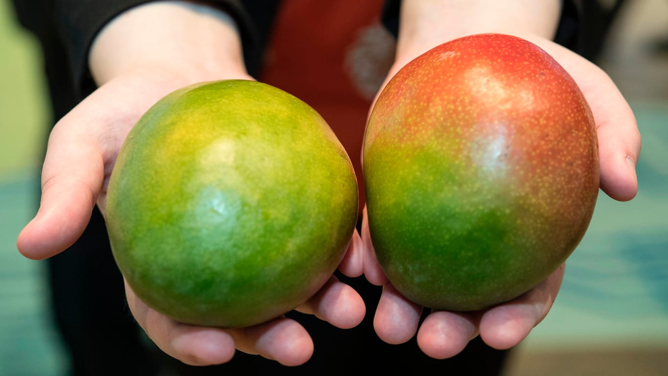 Mangos: Allein anhand der Farbe der Schale lässt sich nicht erkennen, ob eine Mango reif ist.
