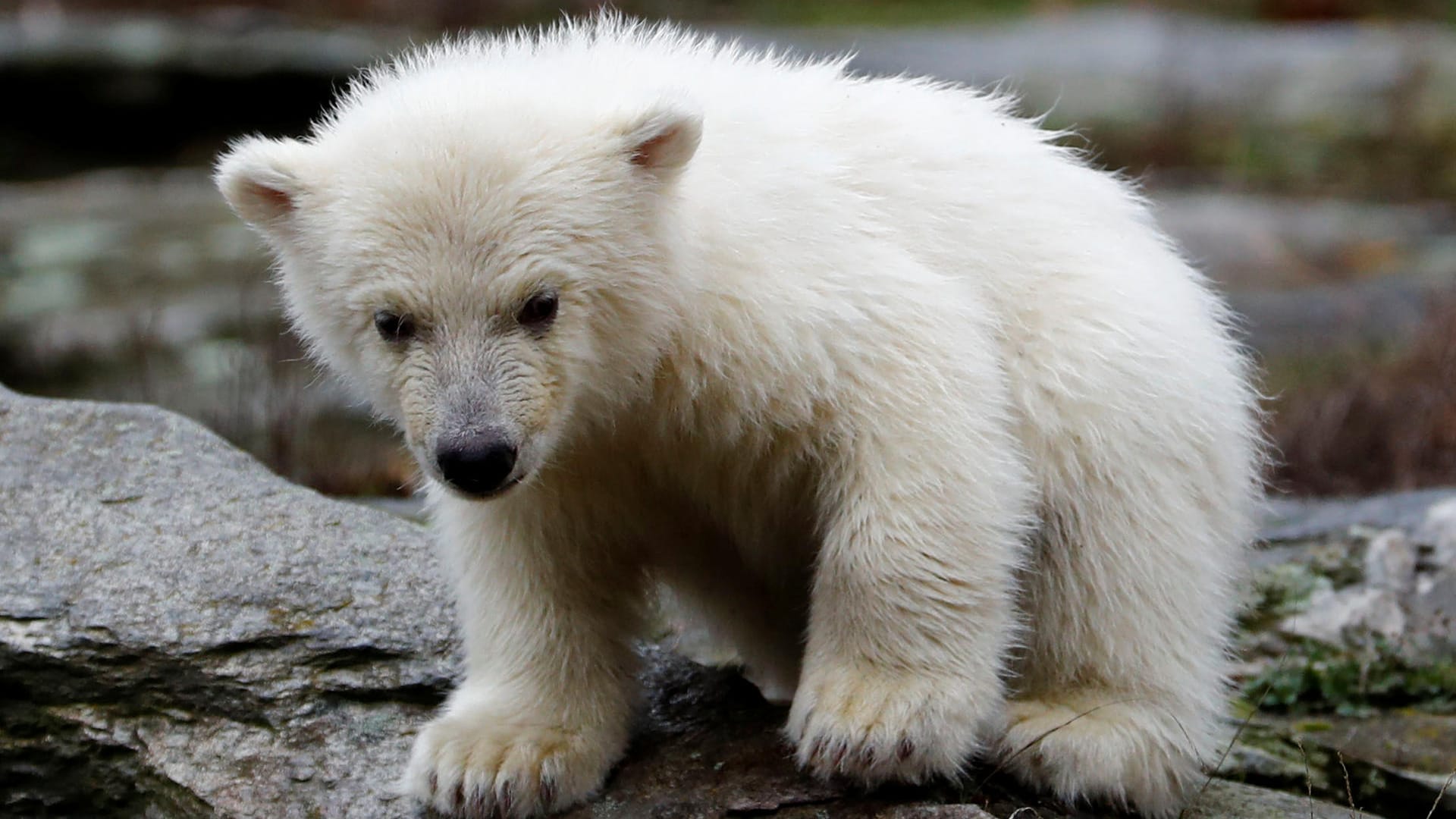 Tierpark Berlin: Das Eisbärbaby klettert über die Felsenlandschaft in der Außenanlage.