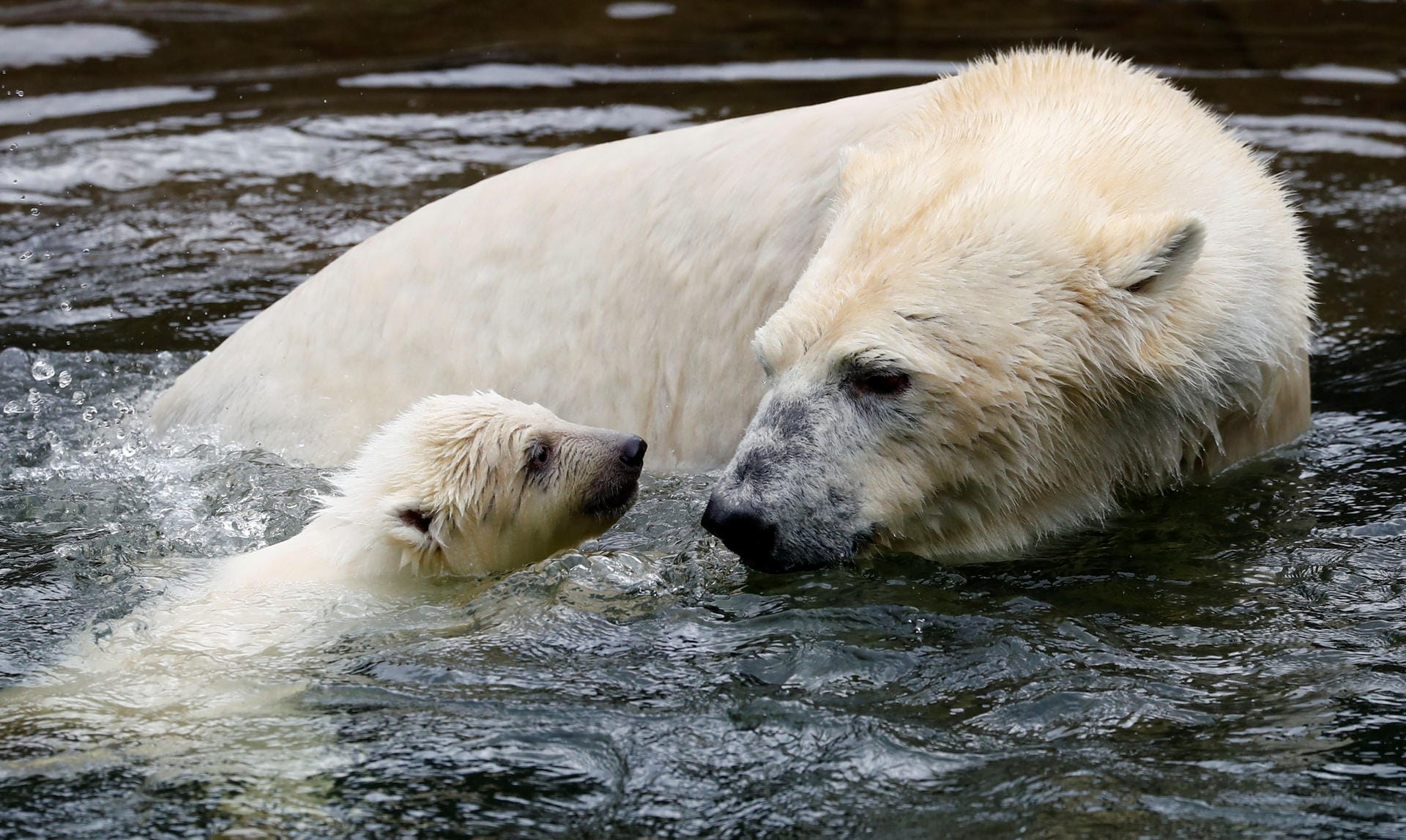Das Eisbär-Mädchen zusammen mit ihrer 9 Jahre alten Mutter im Wasserbecken des Tierparks.
