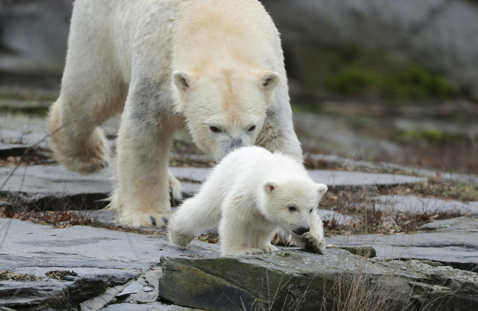 Die kleine Eisbärin erkundet mit ihrer Mutter das Außengehege: Das Mädchen ist vor dreieinhalb Monaten zur Welt gekommen.