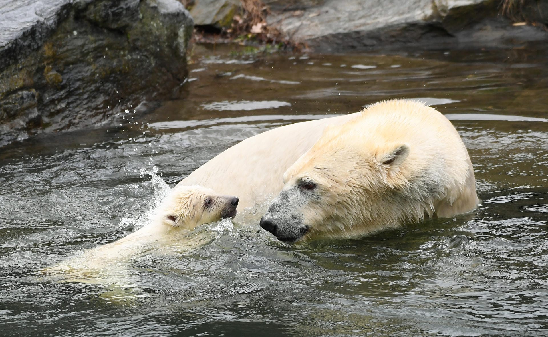 Die noch namenlose Eisbärin badet mit ihrer Mutter Tonja: Erste Erkundungstour im Tierpark.