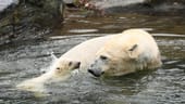 Die noch namenlose Eisbärin badet mit ihrer Mutter Tonja: Erste Erkundungstour im Tierpark.