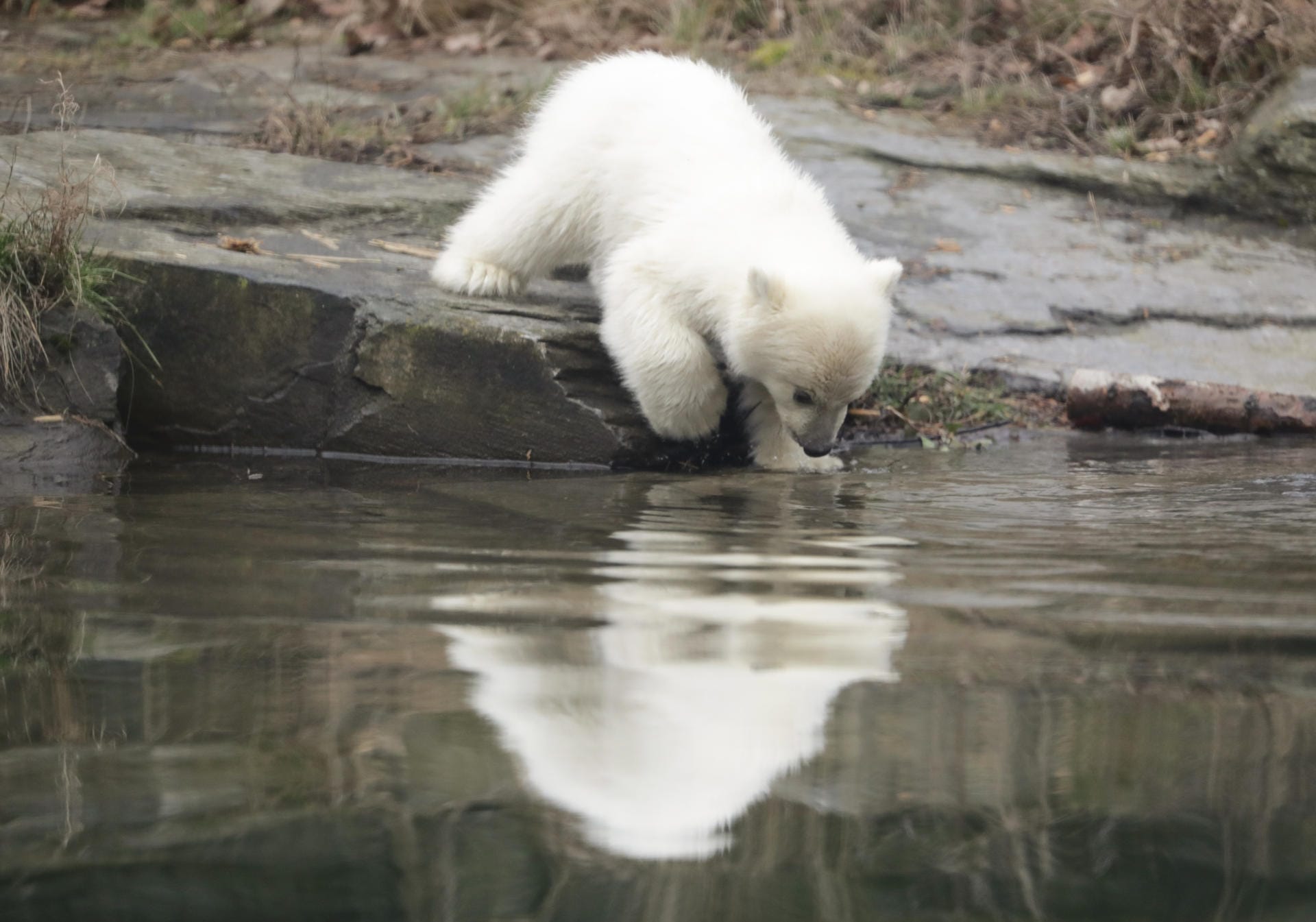 Das Eisbär-Baby betrachtet sein Spiegelbild im Wasserbecken.