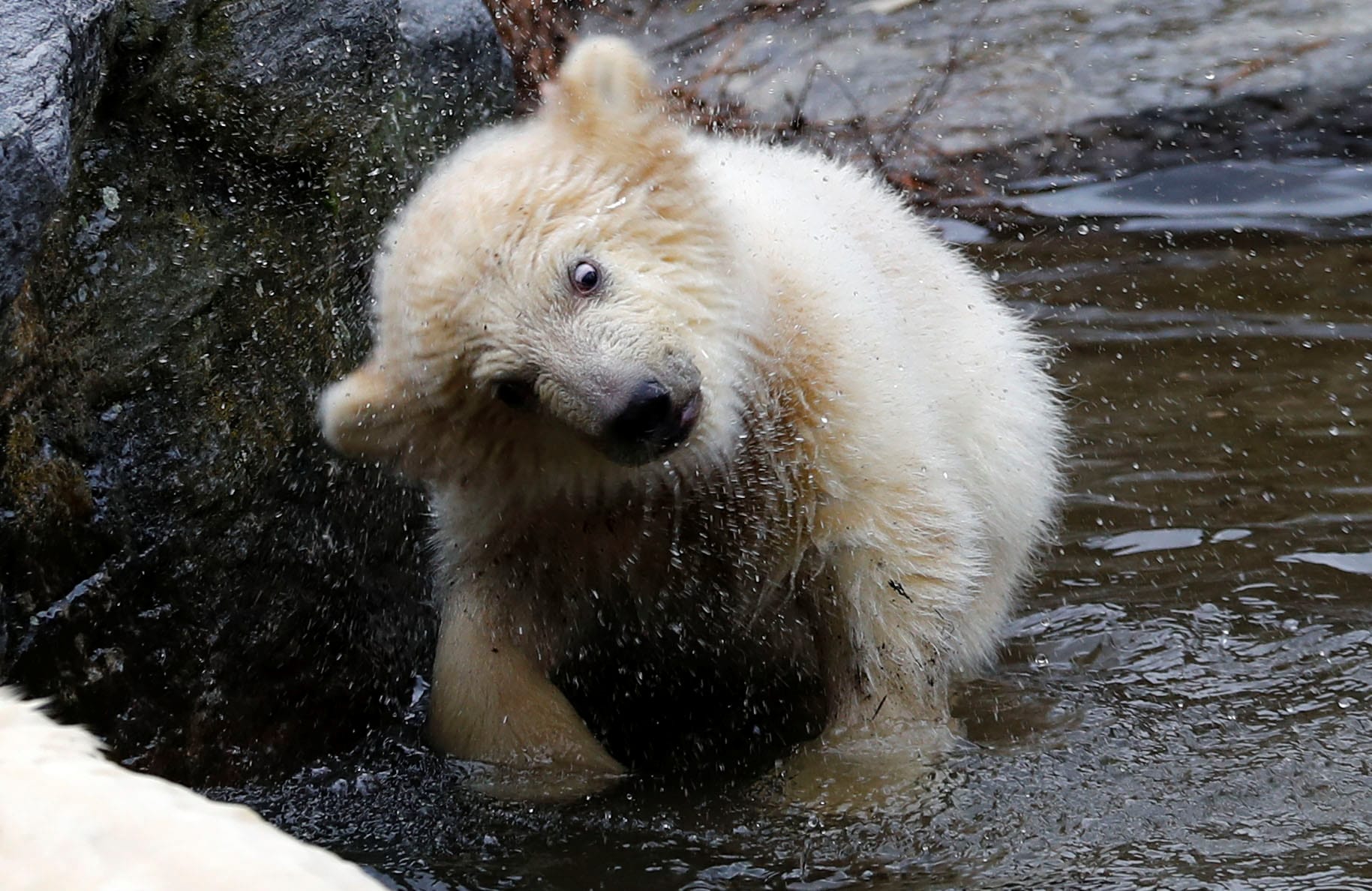 Der Eisbär-Nachwuchs schüttelt sich im Wasserbecken.