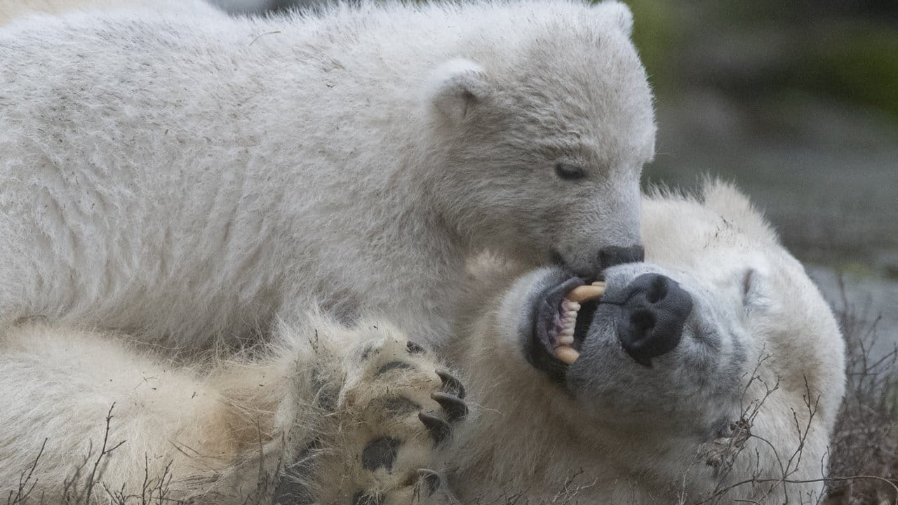 Die kleine Eisbärin spielt im Tierpark mit ihrer Mutter Tonja.