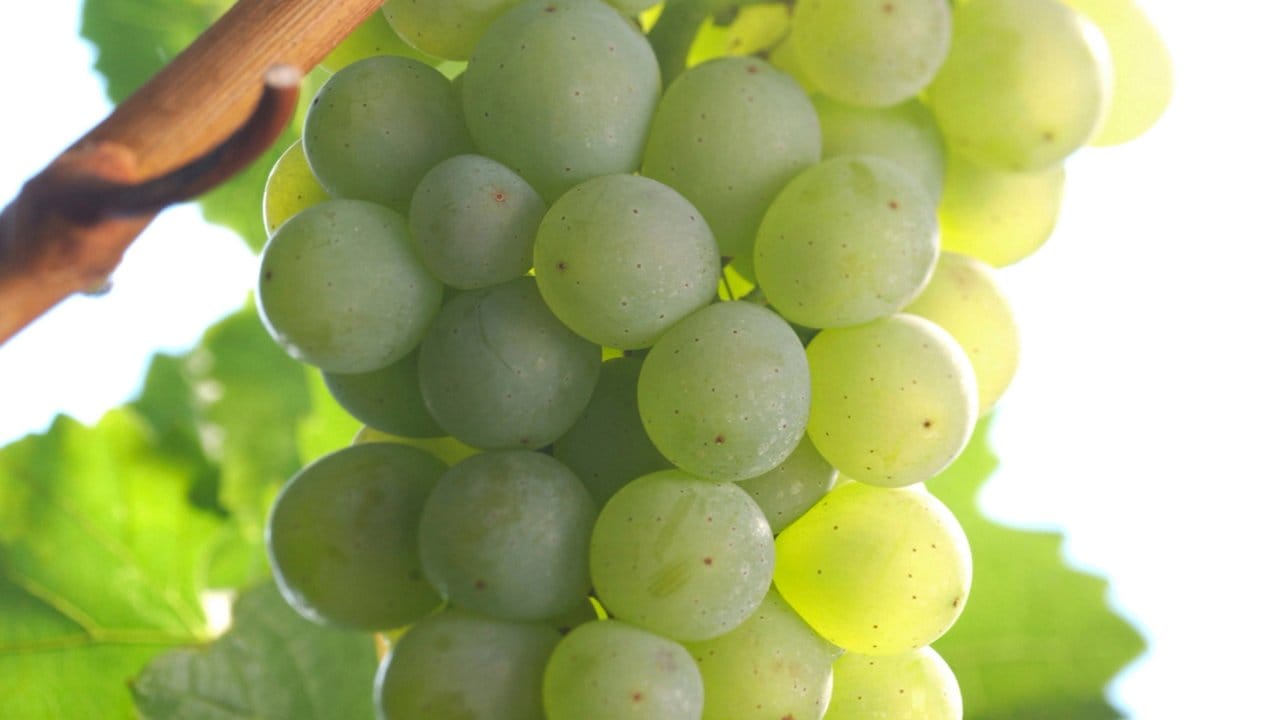 Wein aus der Silvaner-Traube passt gut zu Roter Bete oder Spargel.