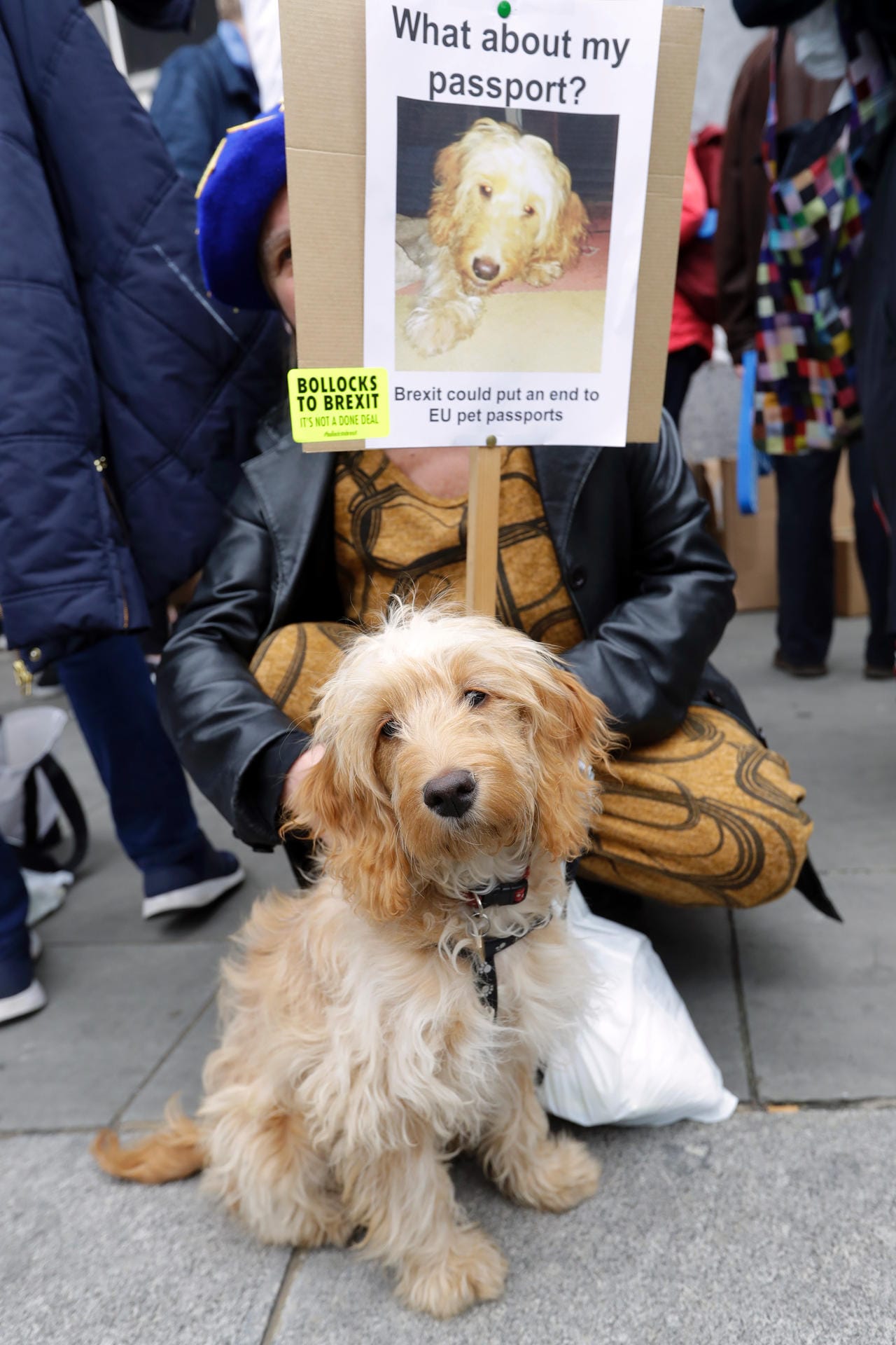 Hunde auf Anti-Brexit-Protest